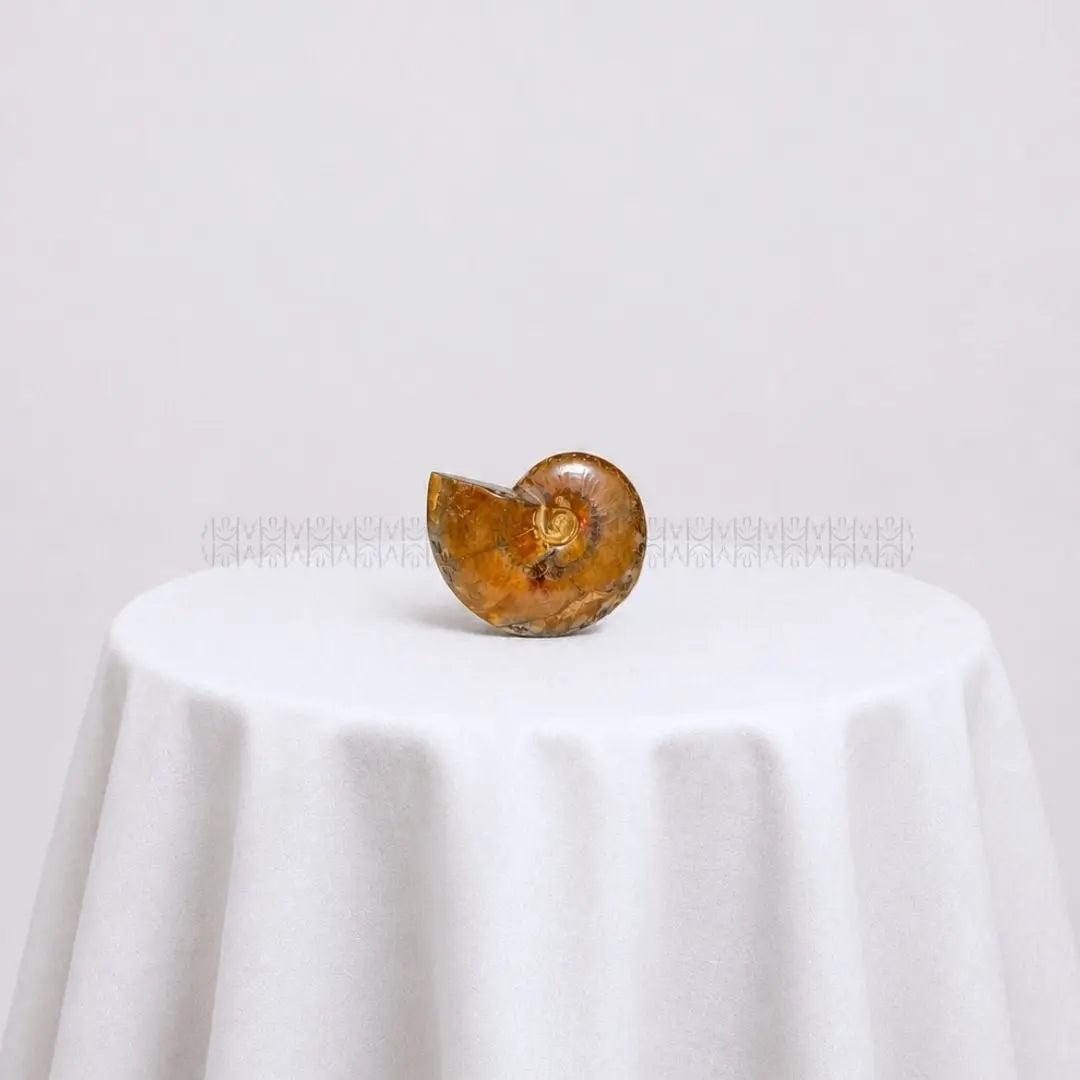 Karmic Release Opalised Ammonite #10
