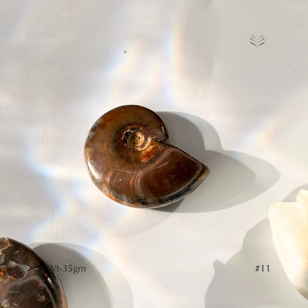 Karmic Release Opalised Ammonite