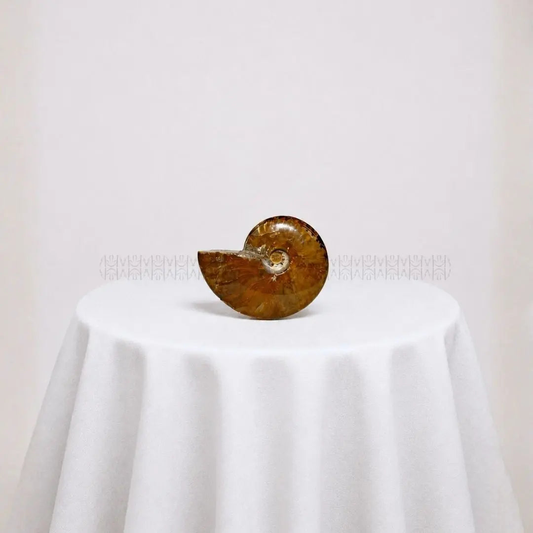 Karmic Release Opalised Ammonite #12