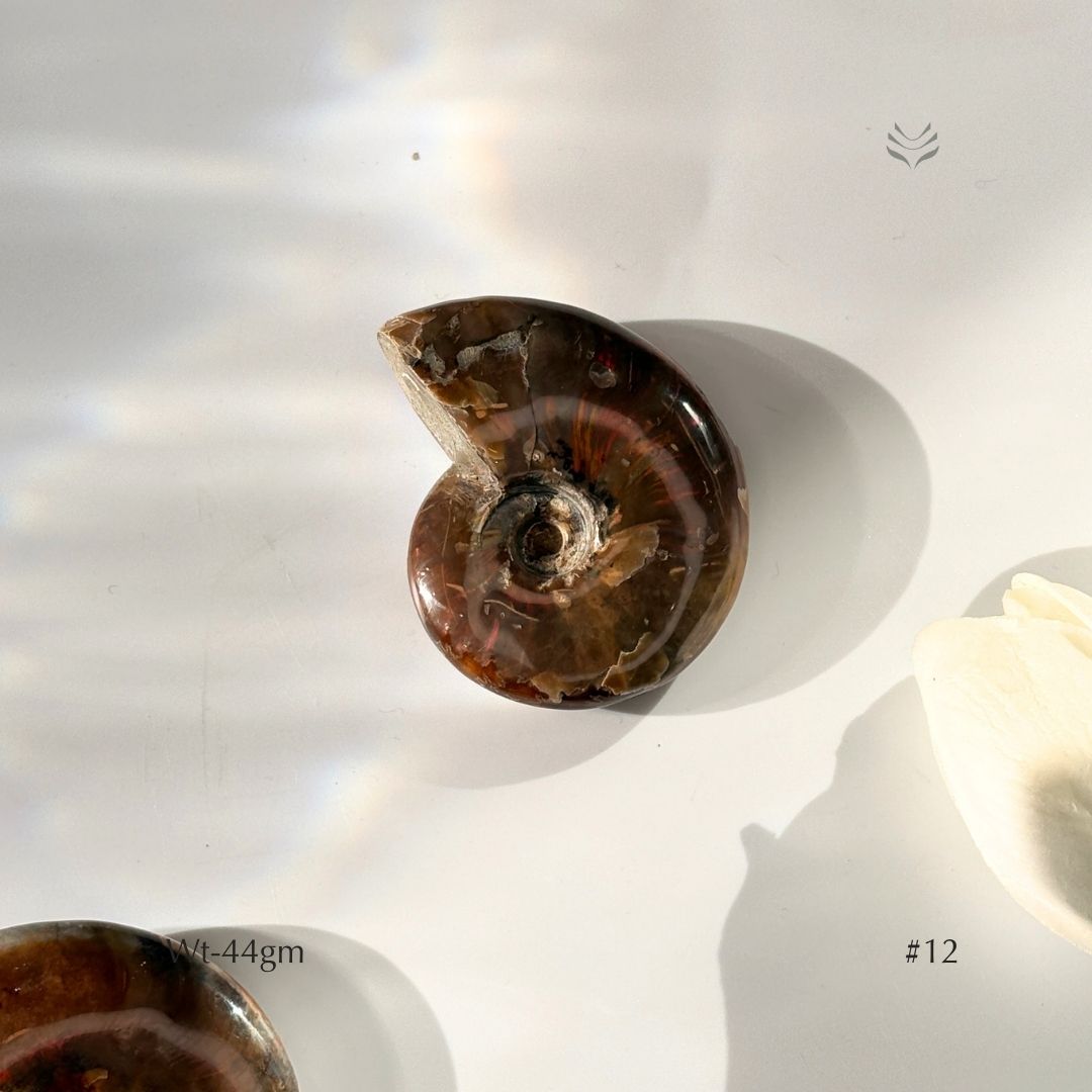 Karmic Release Opalised Ammonite