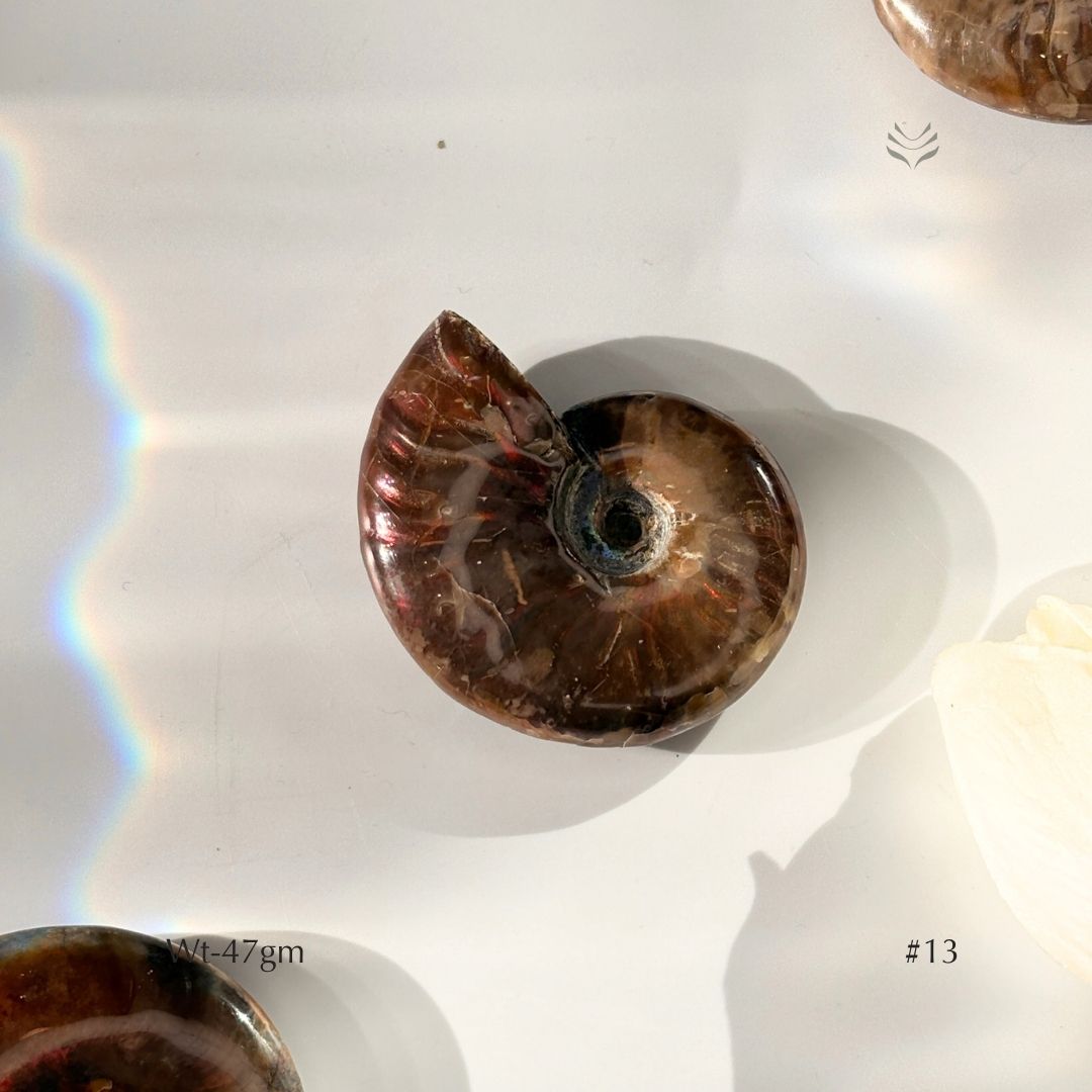 Karmic Release Opalised Ammonite
