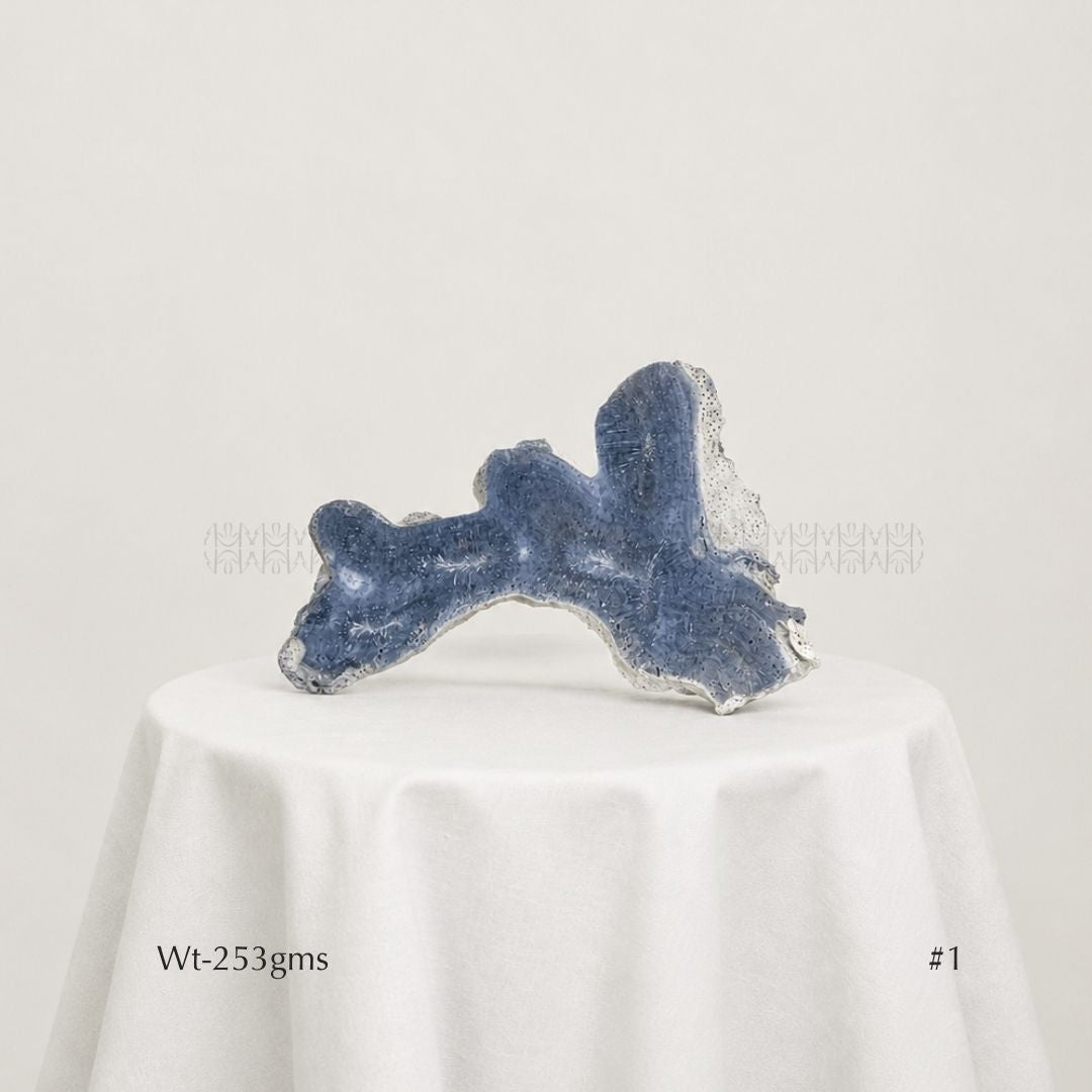 Fame Through Talk Blue Coral