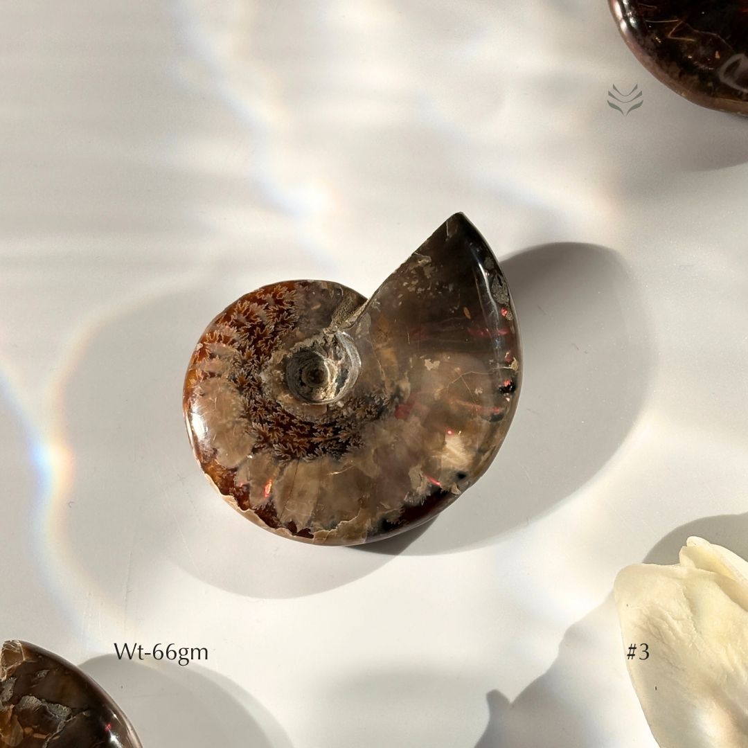 Karmic Release Opalised Ammonite