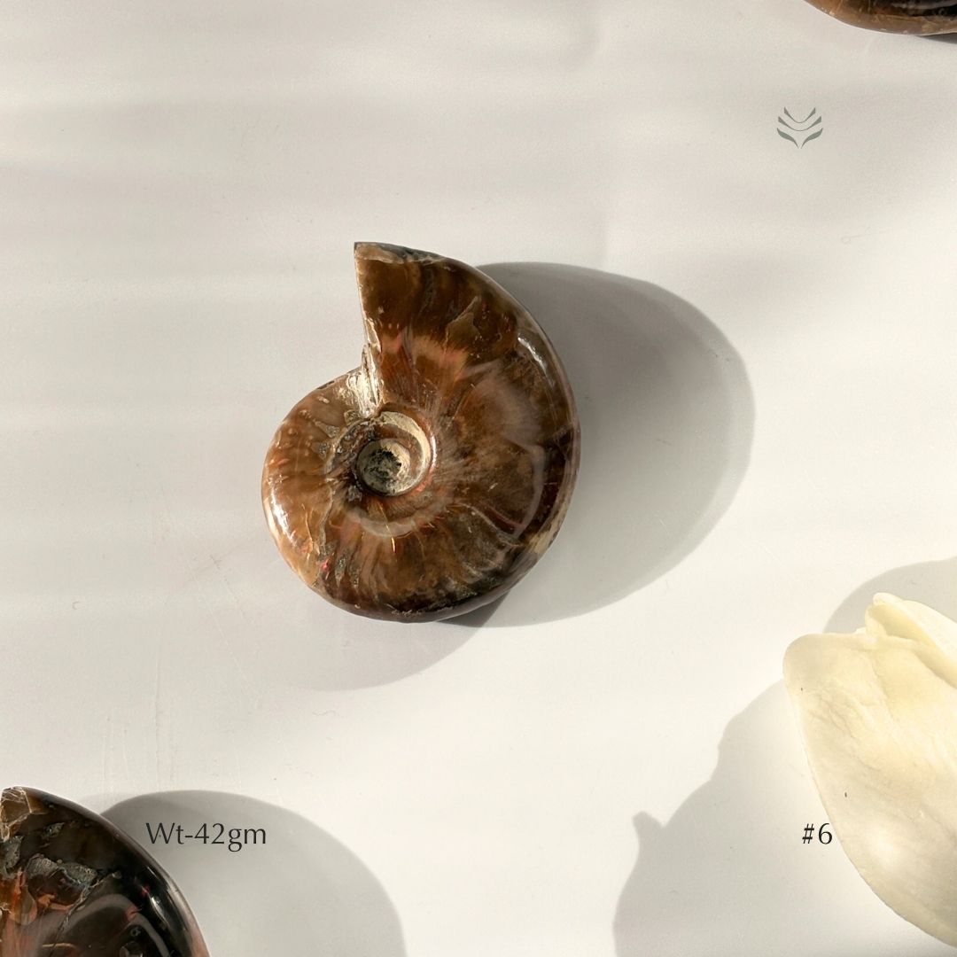 Karmic Release Opalised Ammonite