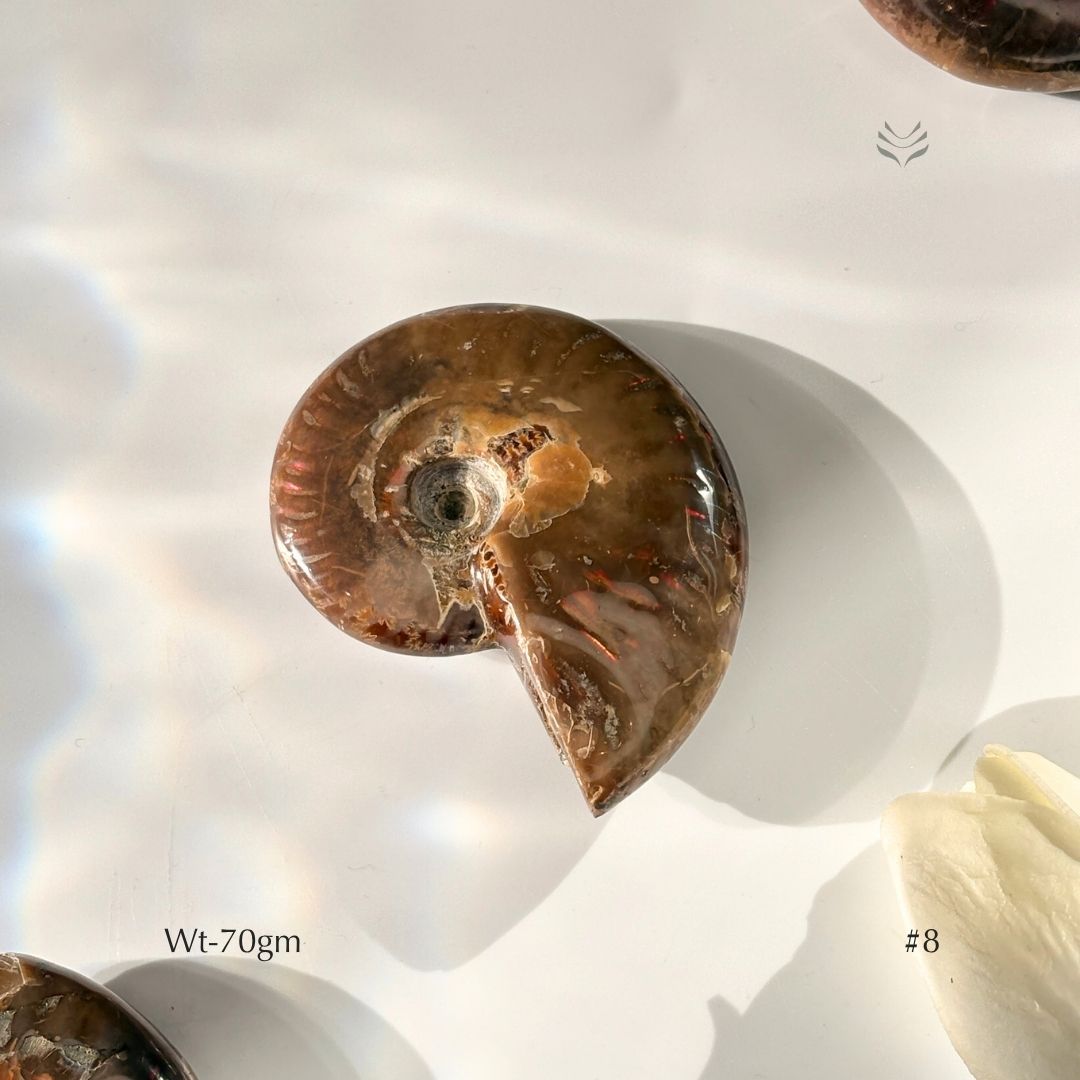 Karmic Release Opalised Ammonite