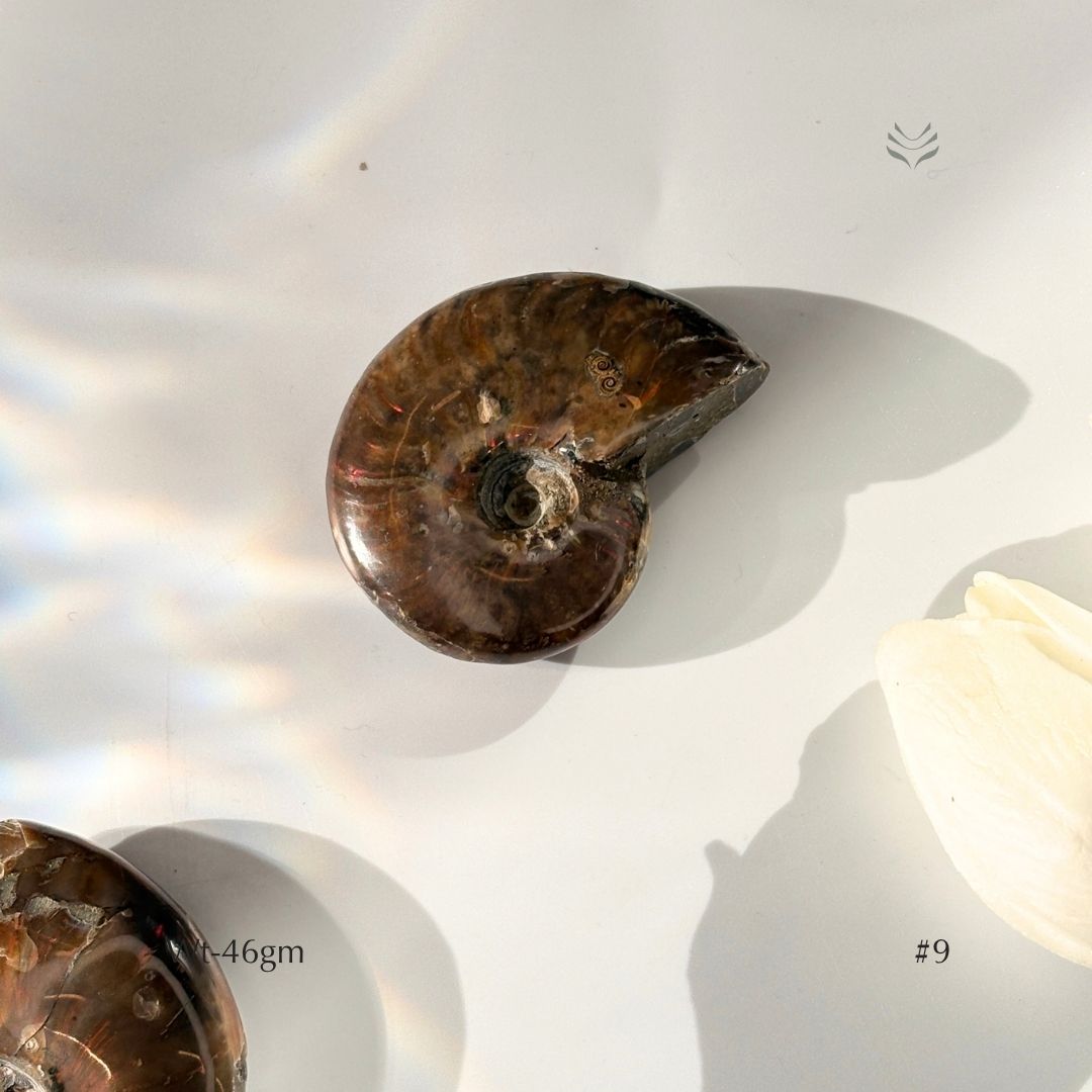 Karmic Release Opalised Ammonite