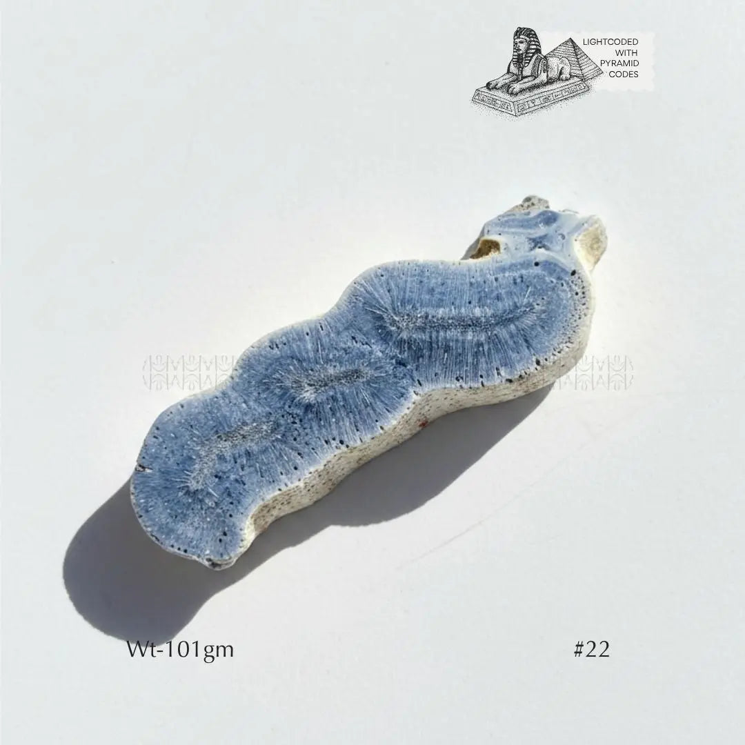 Fame Through Talk Blue Coral
