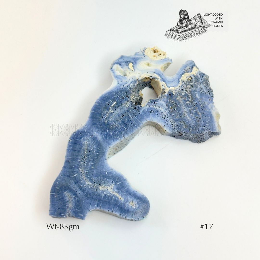 Fame Through Talk Blue Coral