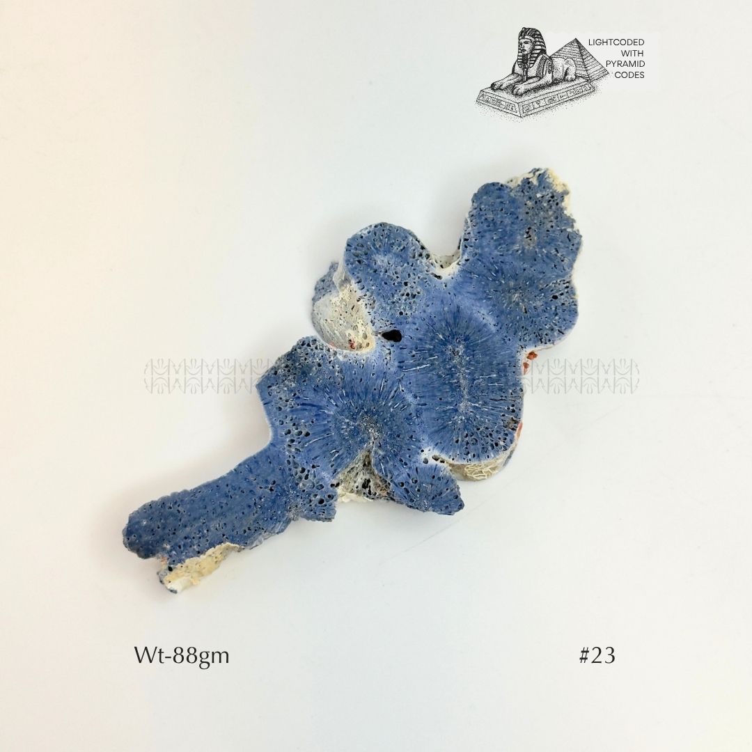 Fame Through Talk Blue Coral