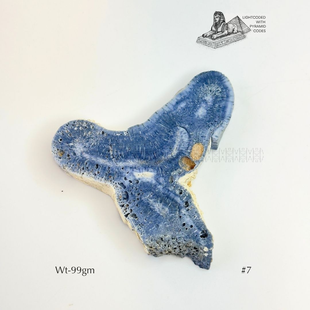 Fame Through Talk Blue Coral