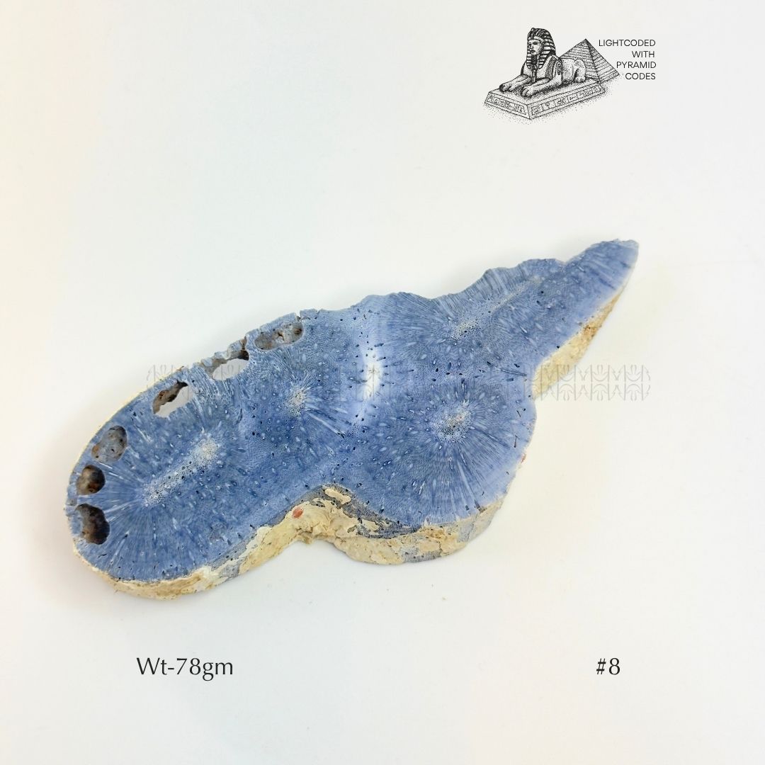 Fame Through Talk Blue Coral