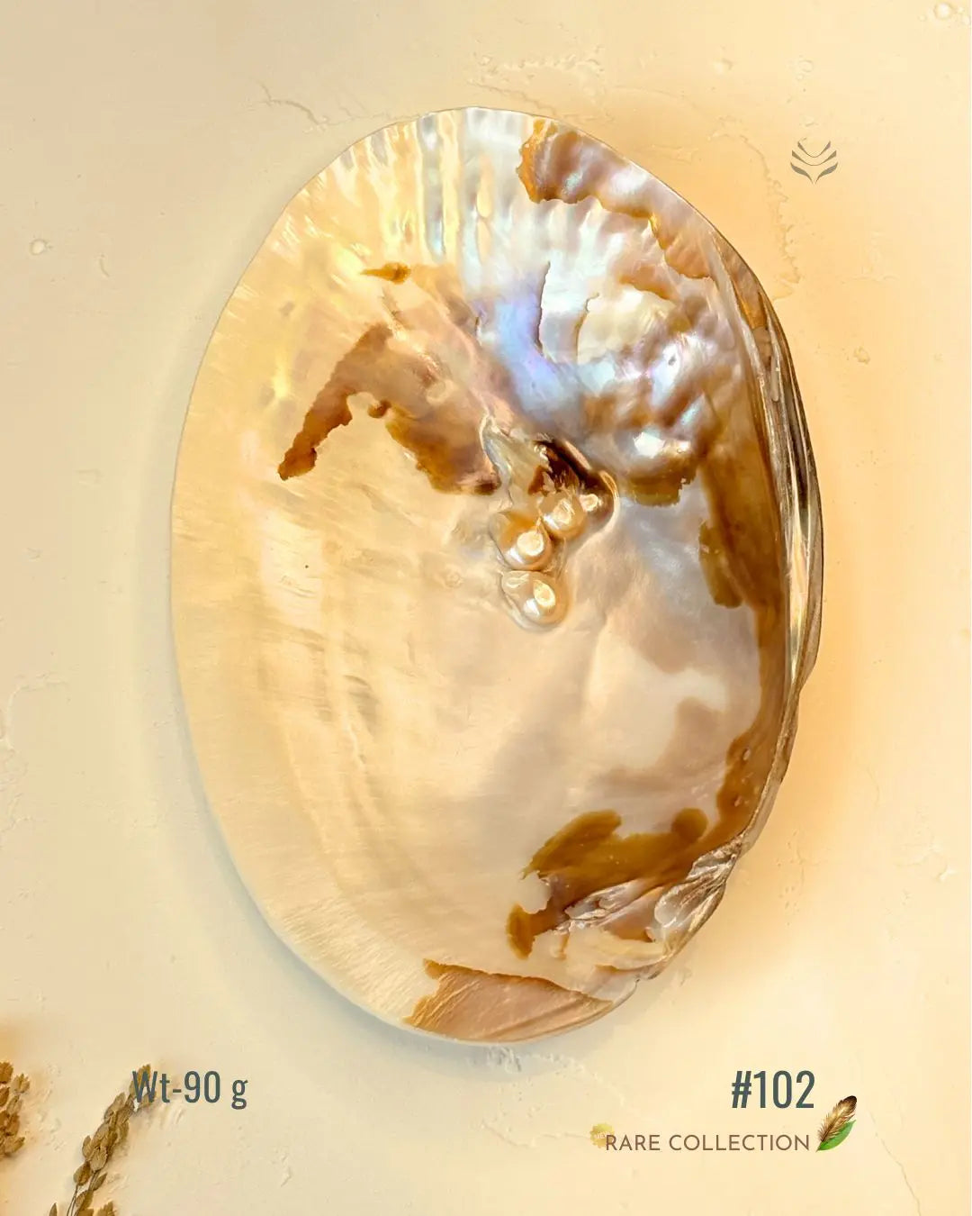 Invite Luxury Shells