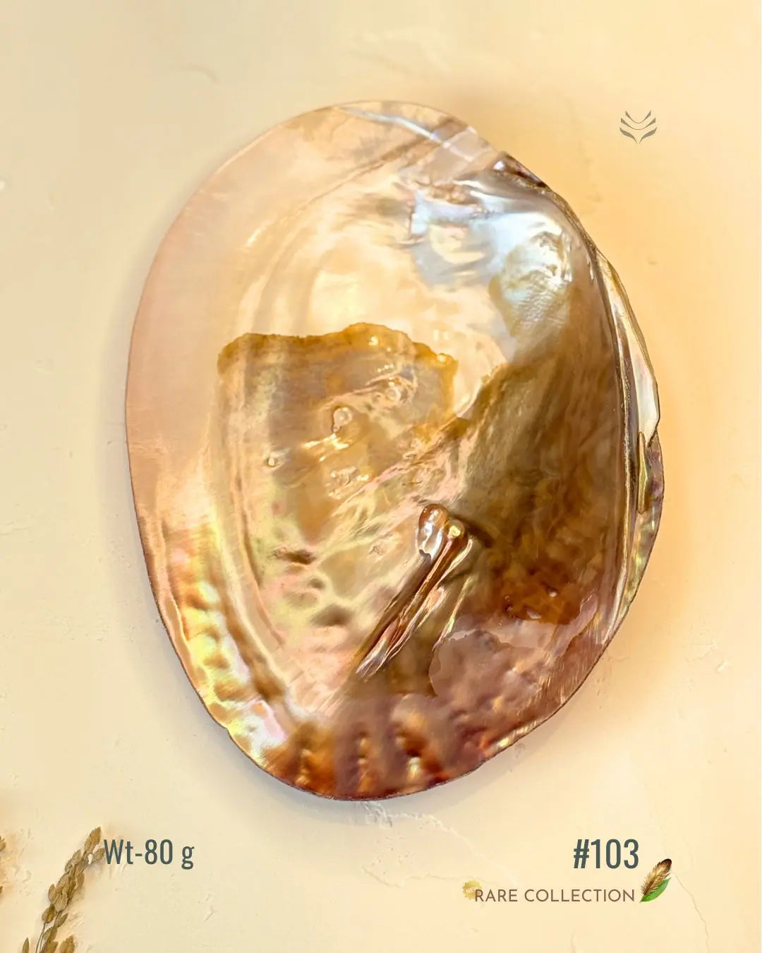 Invite Luxury Shells