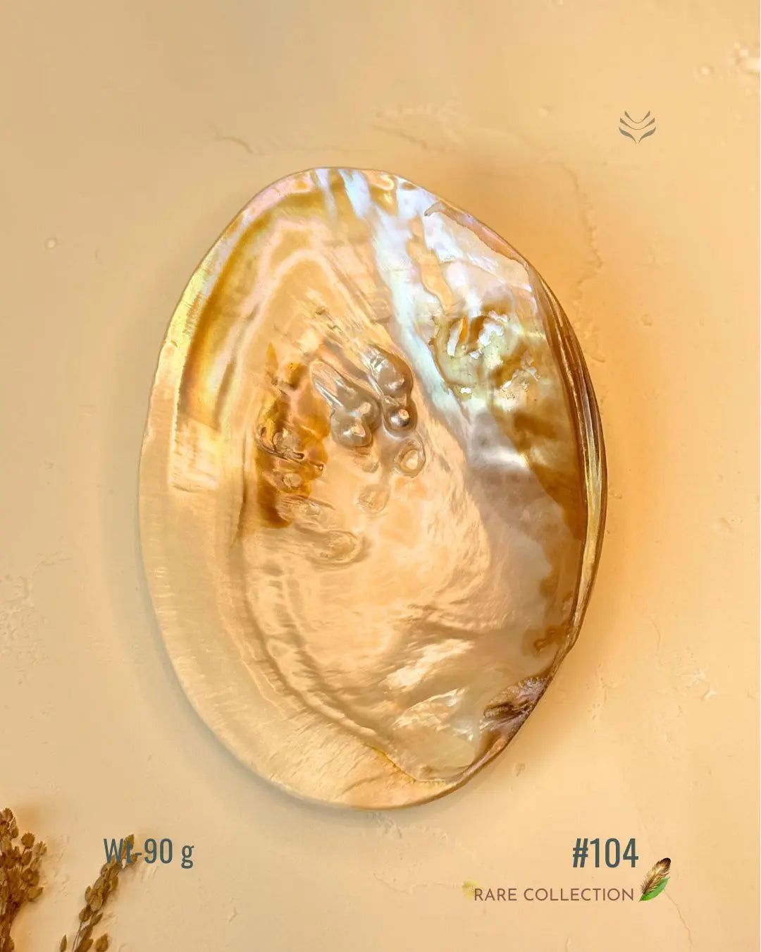 Invite Luxury Shells