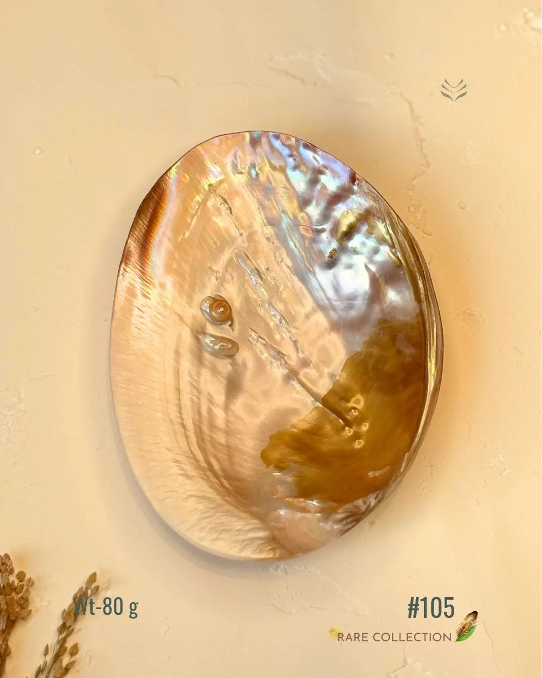 Invite Luxury Shells