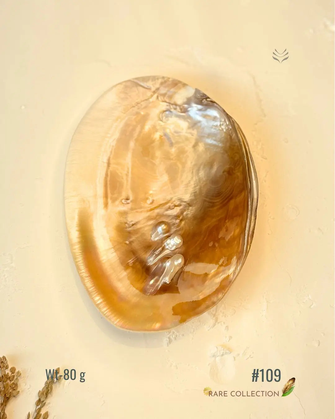 Invite Luxury Shells