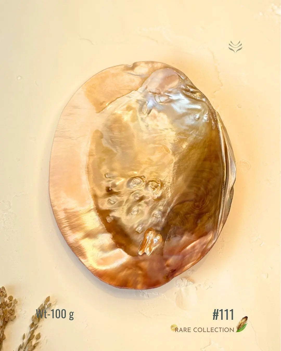 Invite Luxury Shells