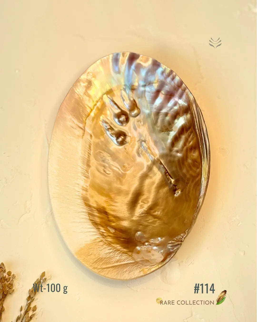 Invite Luxury Shells