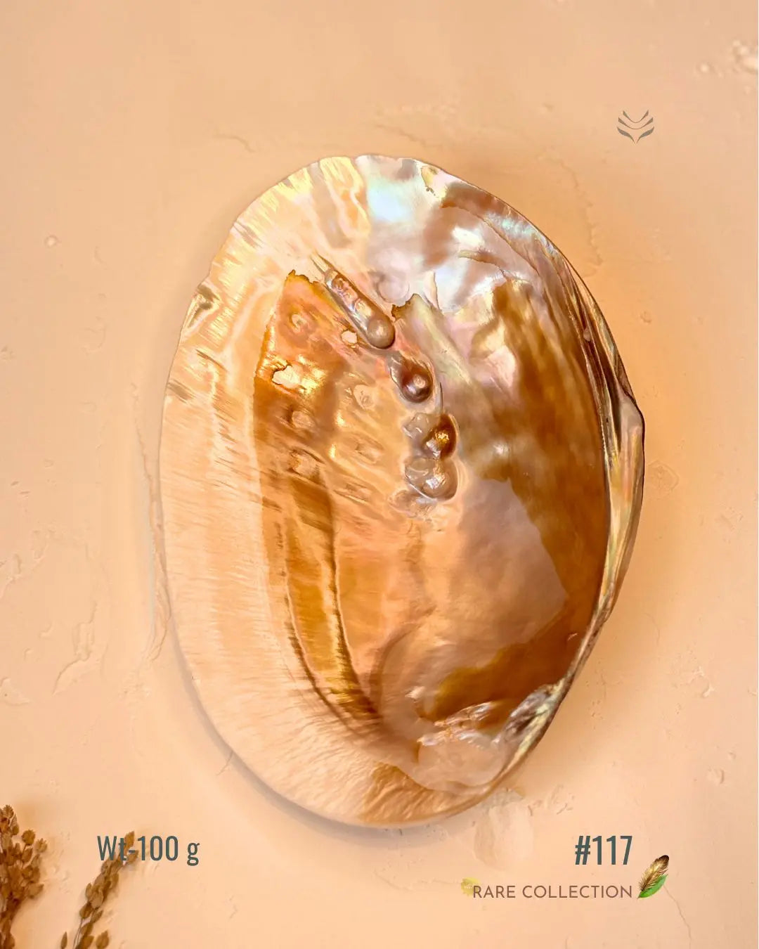 Invite Luxury Shells