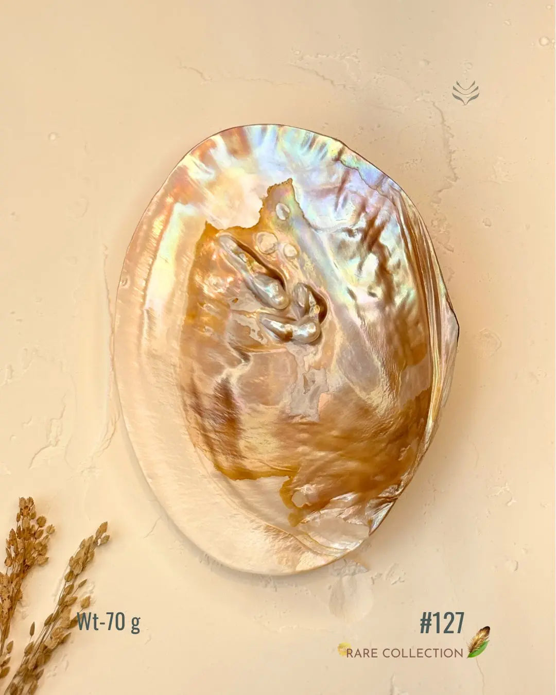 Invite Luxury Shells