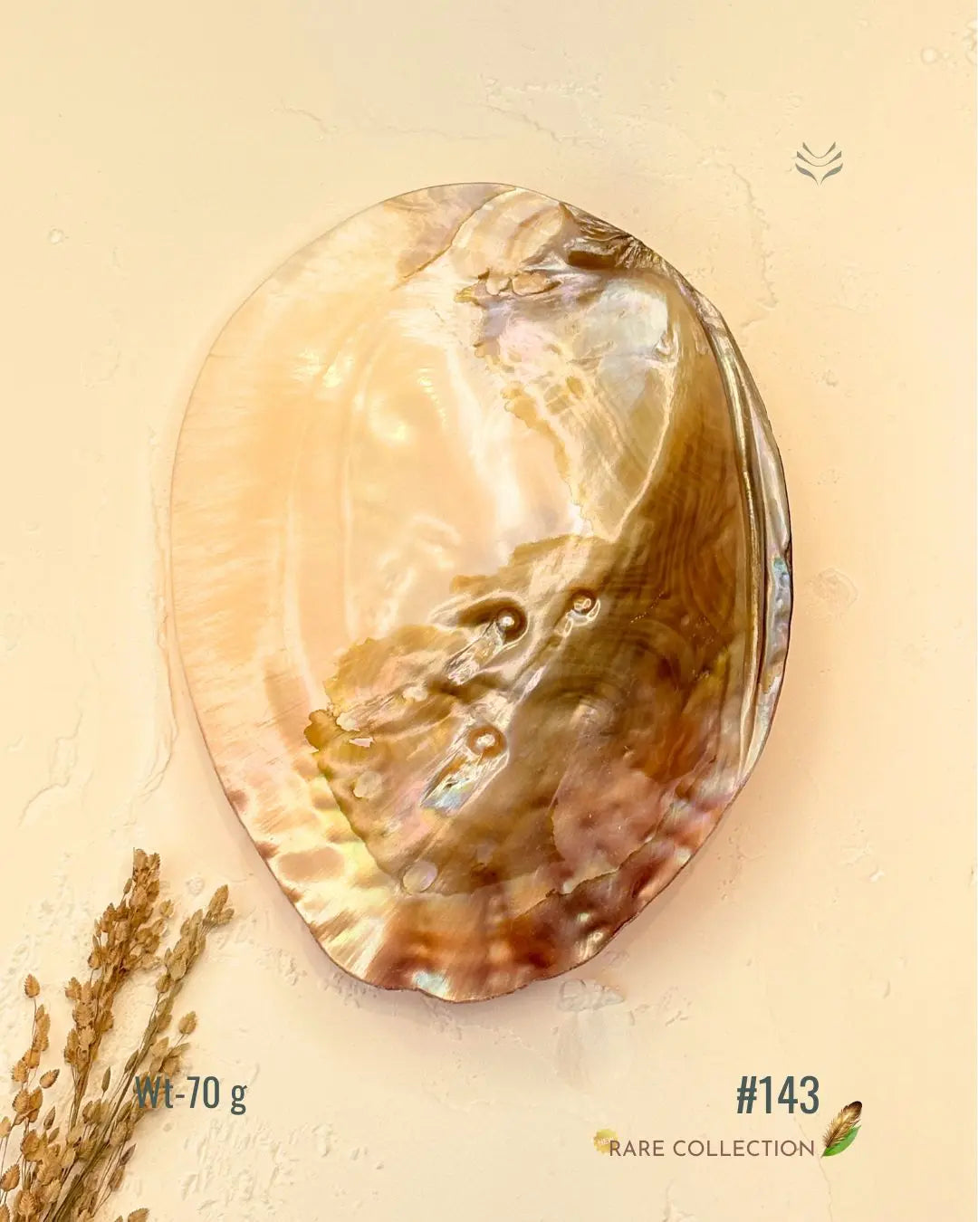 Invite Luxury Shells