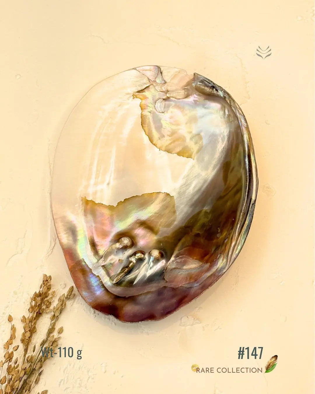 Invite Luxury Shells