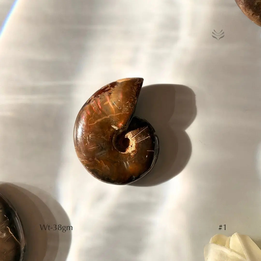 Karmic Release Opalised Ammonite Crystal Fossil