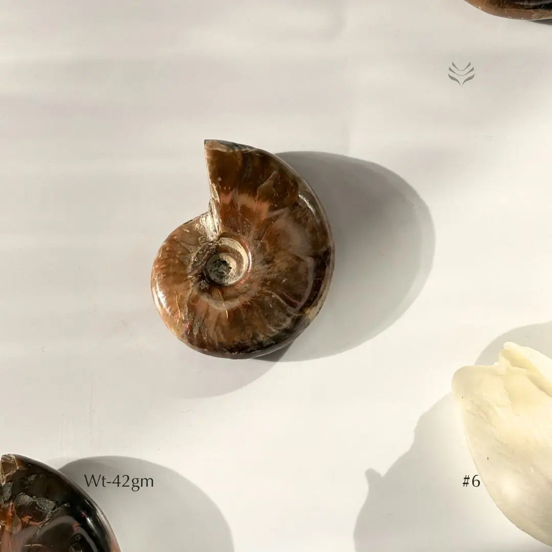Karmic Release Opalised Ammonite Crystal Fossil