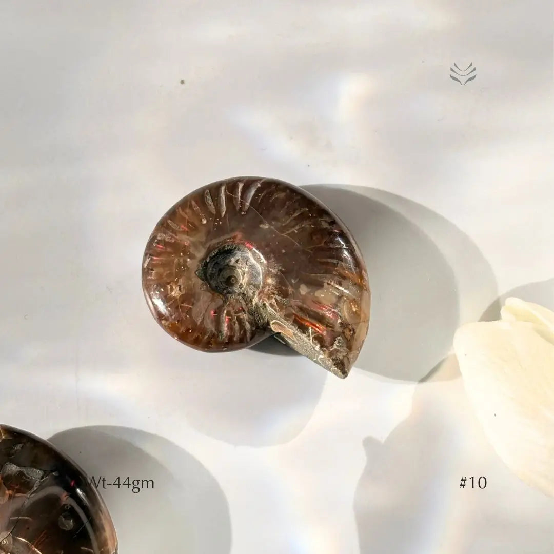 Karmic Release Opalised Ammonite Crystal Fossil