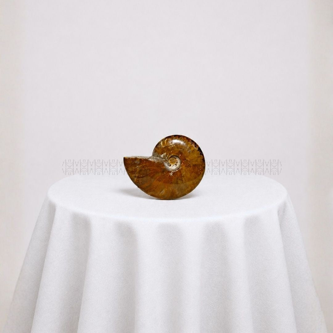Karmic Release Opalised Ammonite #12 Crystal Fossil