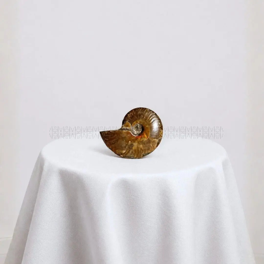 Karmic Release Opalised Ammonite #5