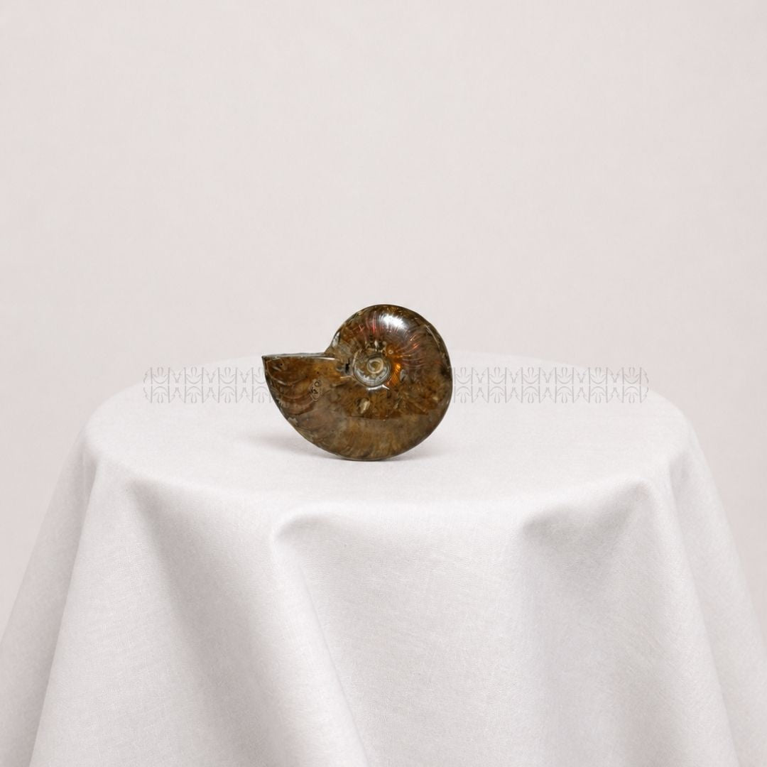 Karmic Release Opalised Ammonite #9 Crystal Fossil
