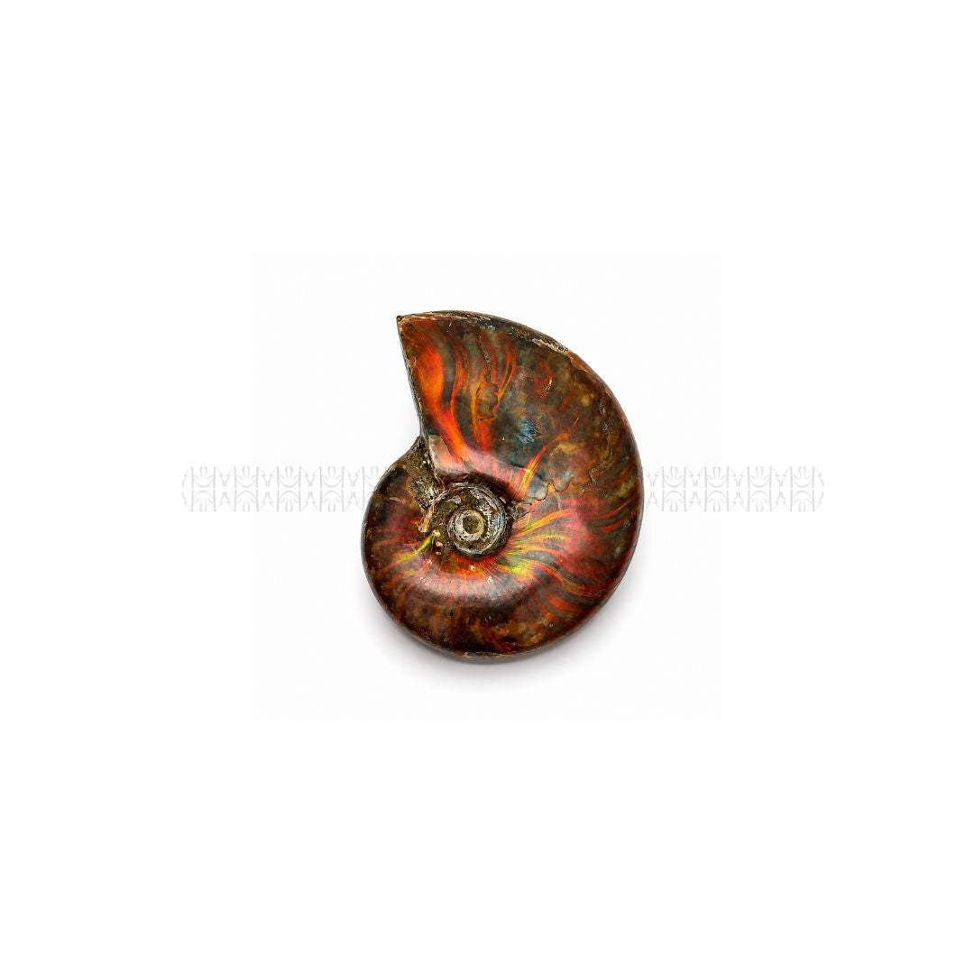 Karmic Release Opalised Ammonite #9 Crystal Fossil