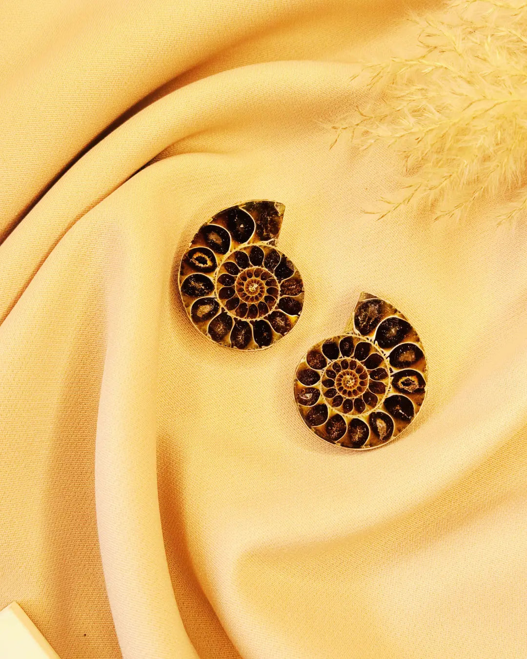 Light Coded Ammonite Fossil Pair