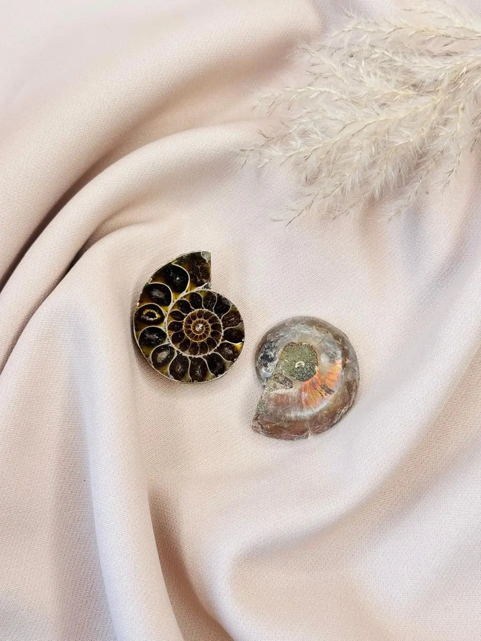 Light Coded Ammonite Fossil Pair