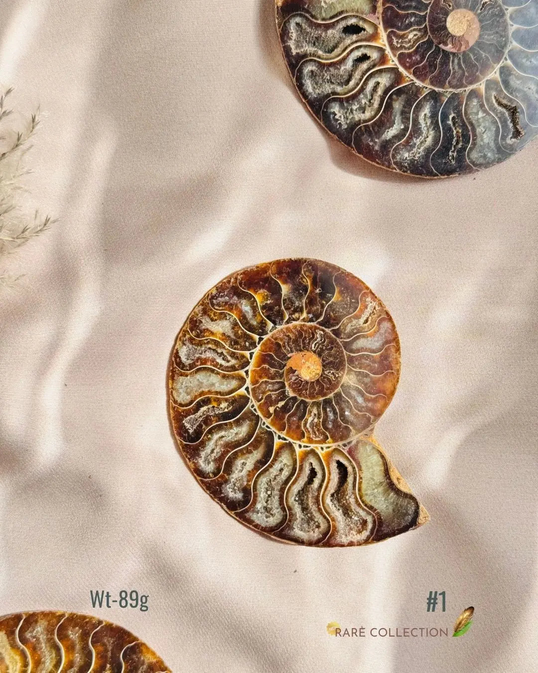 LightCoded Past Life Healer - Ammonite Large