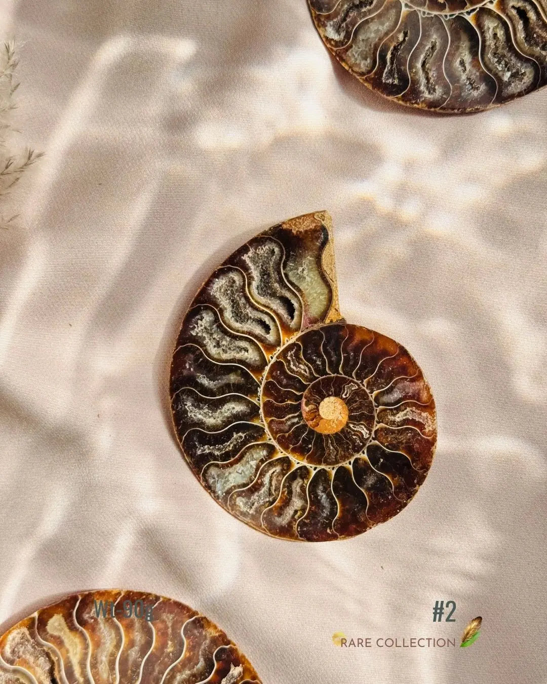 LightCoded Past Life Healer - Ammonite Large