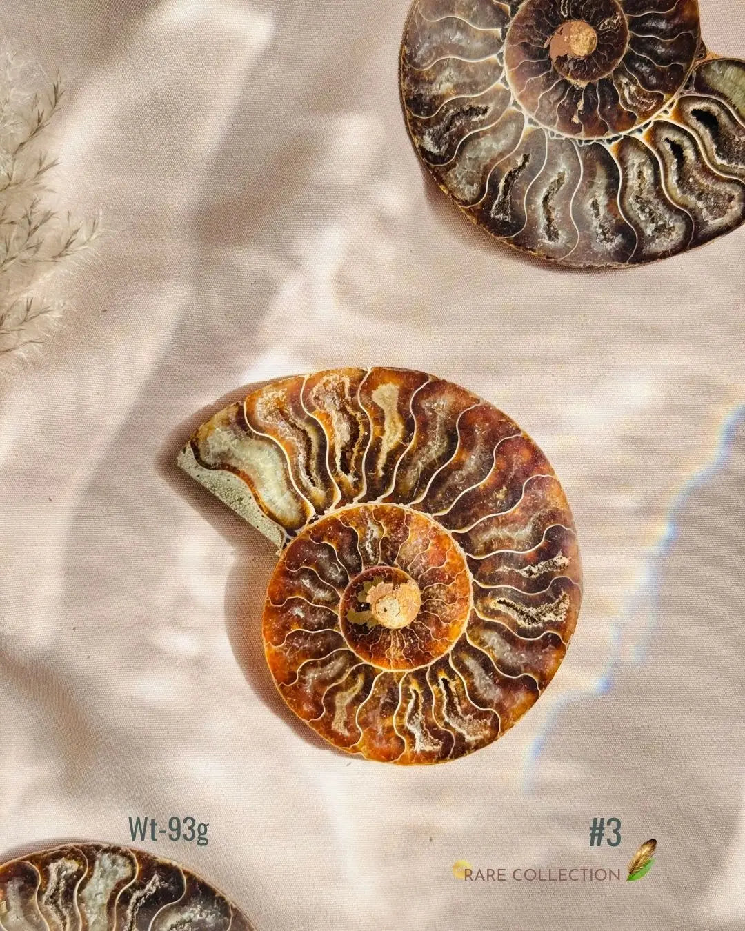 LightCoded Past Life Healer - Ammonite Large