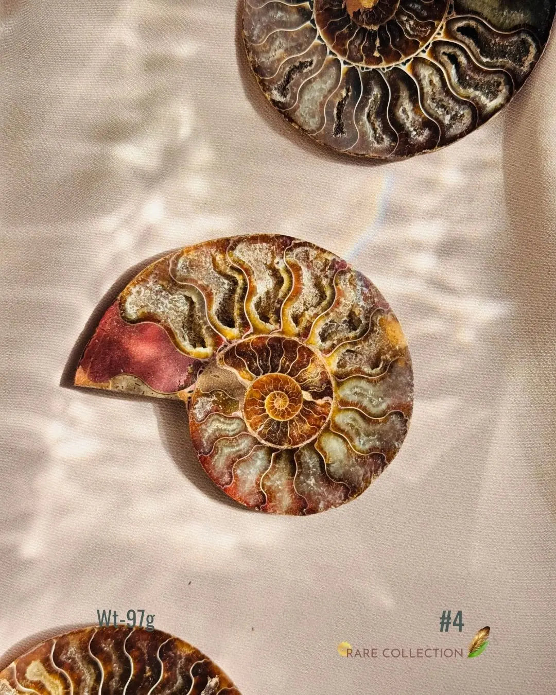 LightCoded Past Life Healer - Ammonite Large