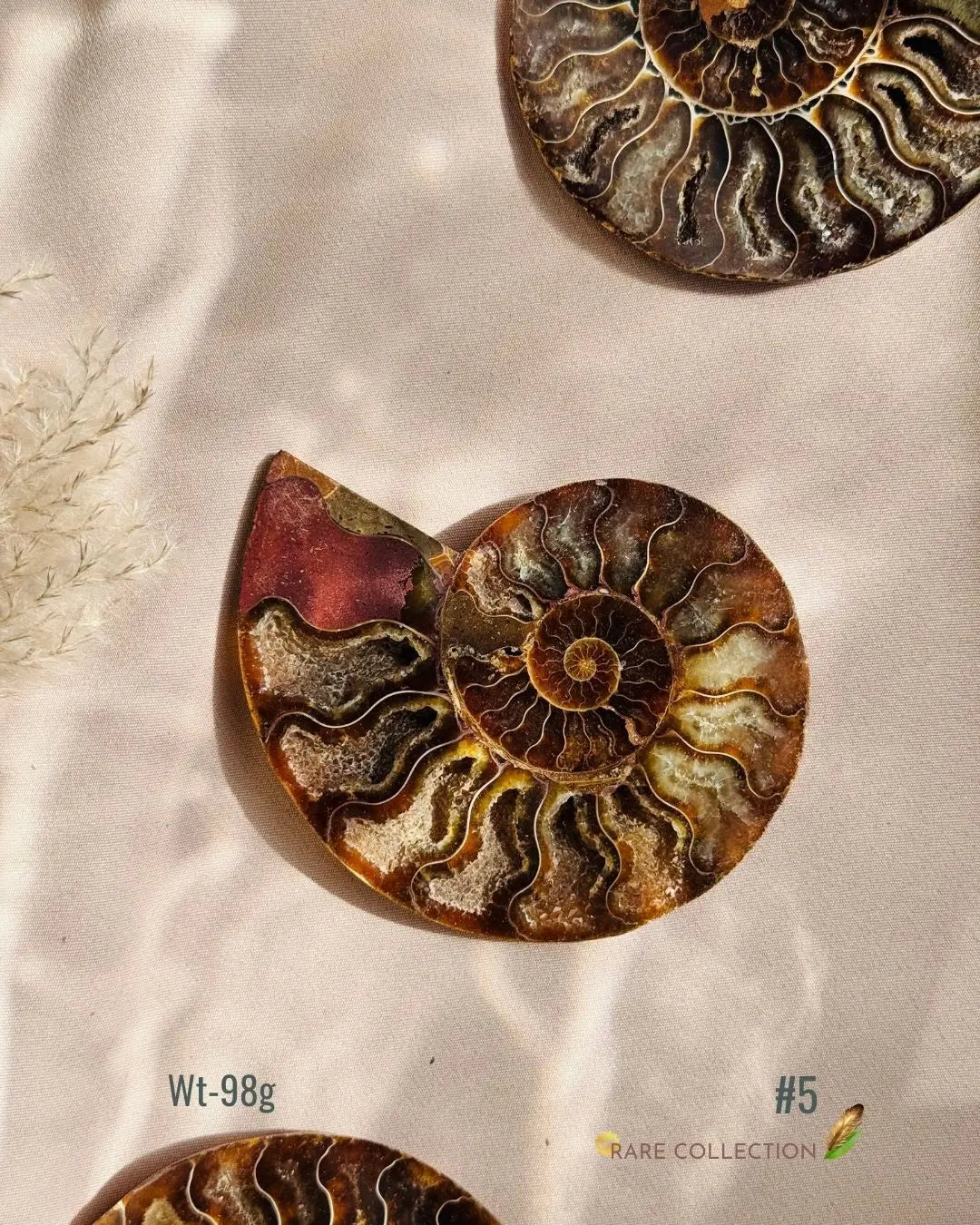 LightCoded Past Life Healer - Ammonite Large