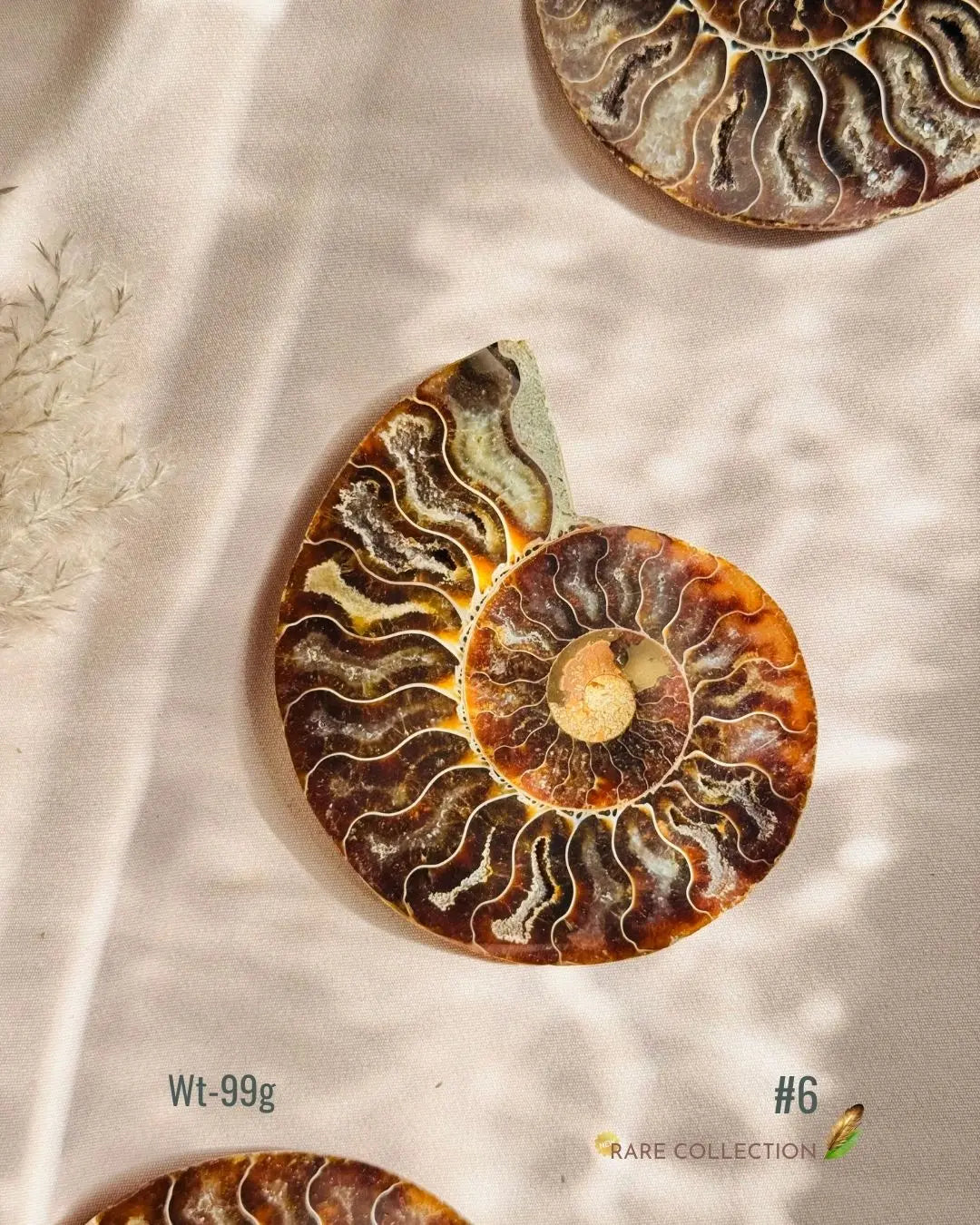 LightCoded Past Life Healer - Ammonite Large
