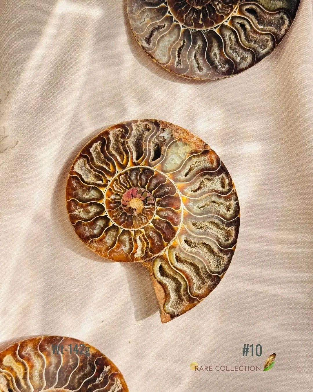 LightCoded Past Life Healer - Ammonite Large