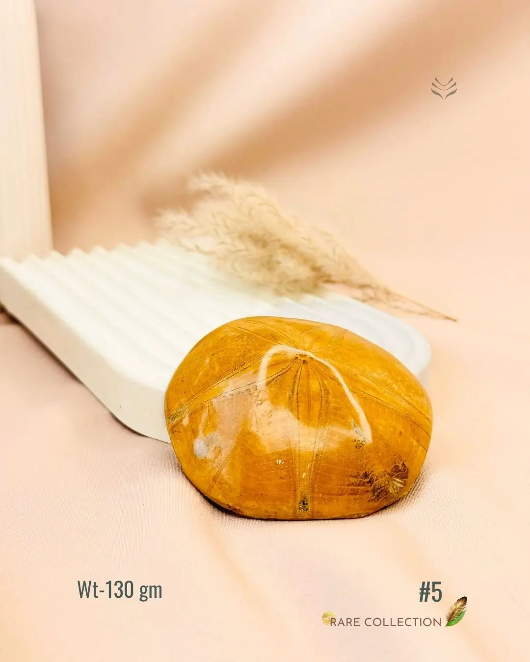 LightCoded Shield Against Envy - Sea Urchin