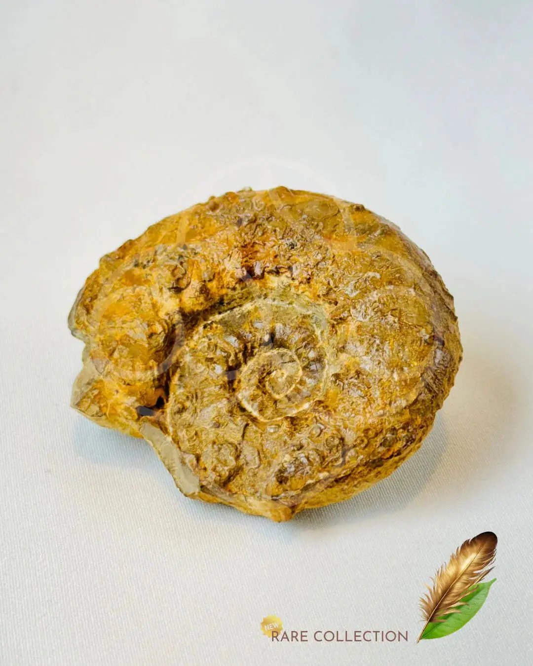 Past Lives Connection Ammonite Fossil