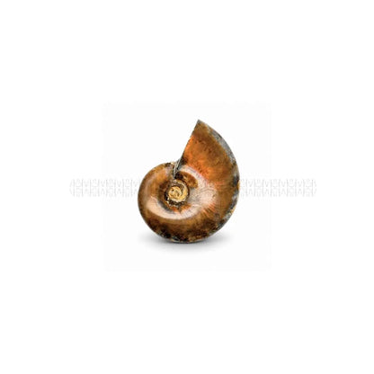 Karmic Release Opalised Ammonite #10