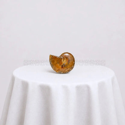 Karmic Release Opalised Ammonite #10