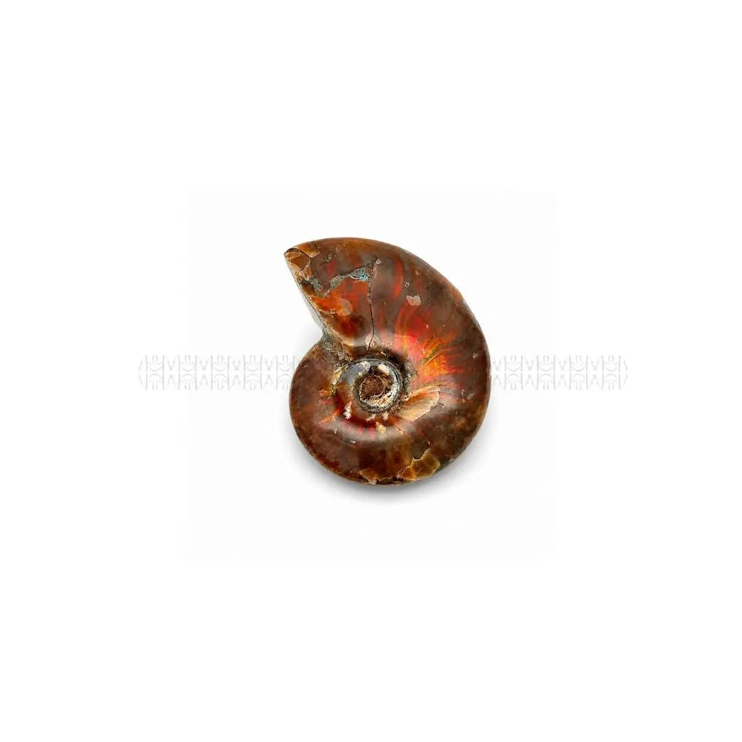 Karmic Release Opalised Ammonite #12