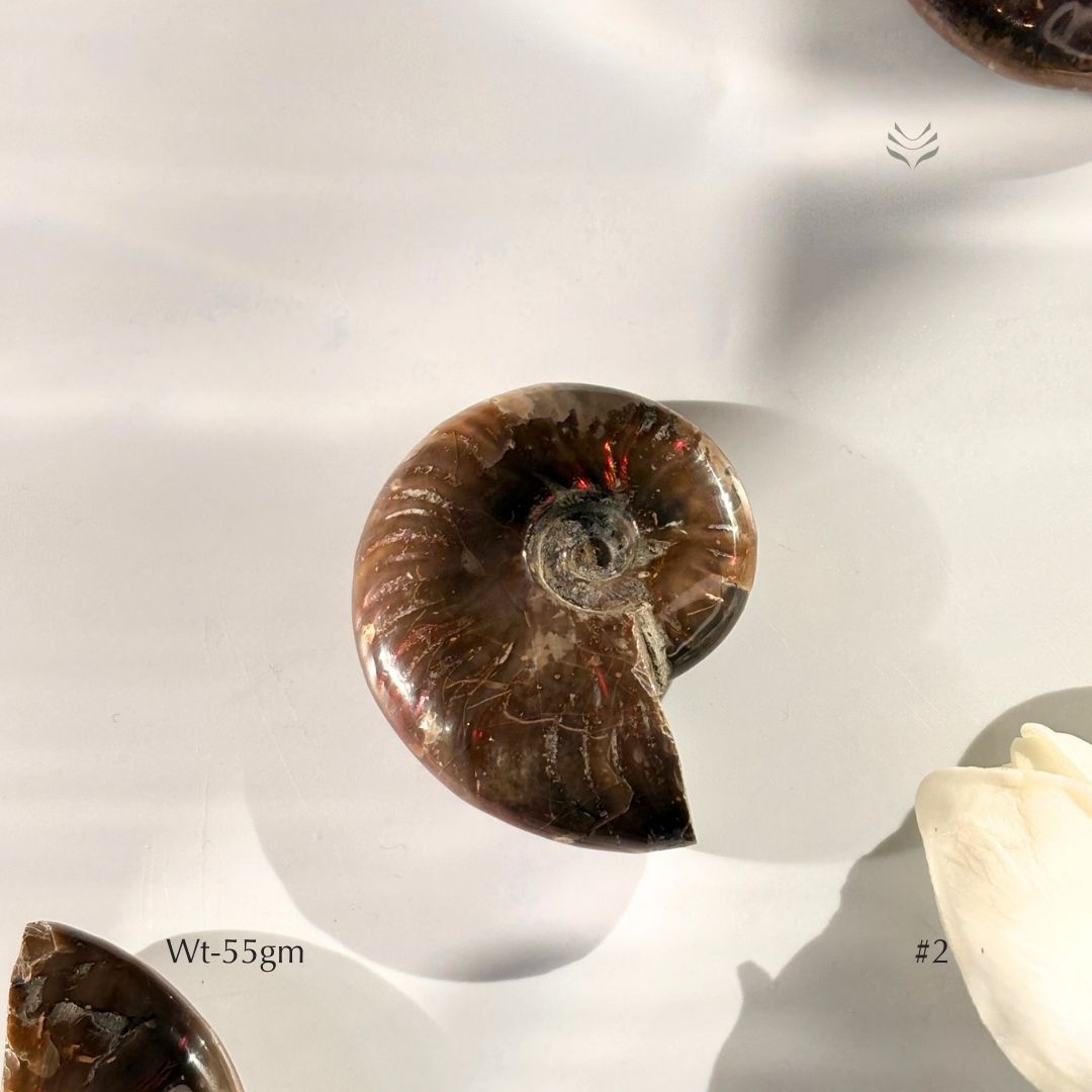 Karmic Release Opalised Ammonite