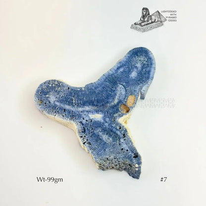 Fame Through Talk Blue Coral 
