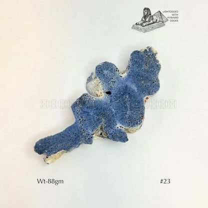 Fame Through Talk Blue Coral 